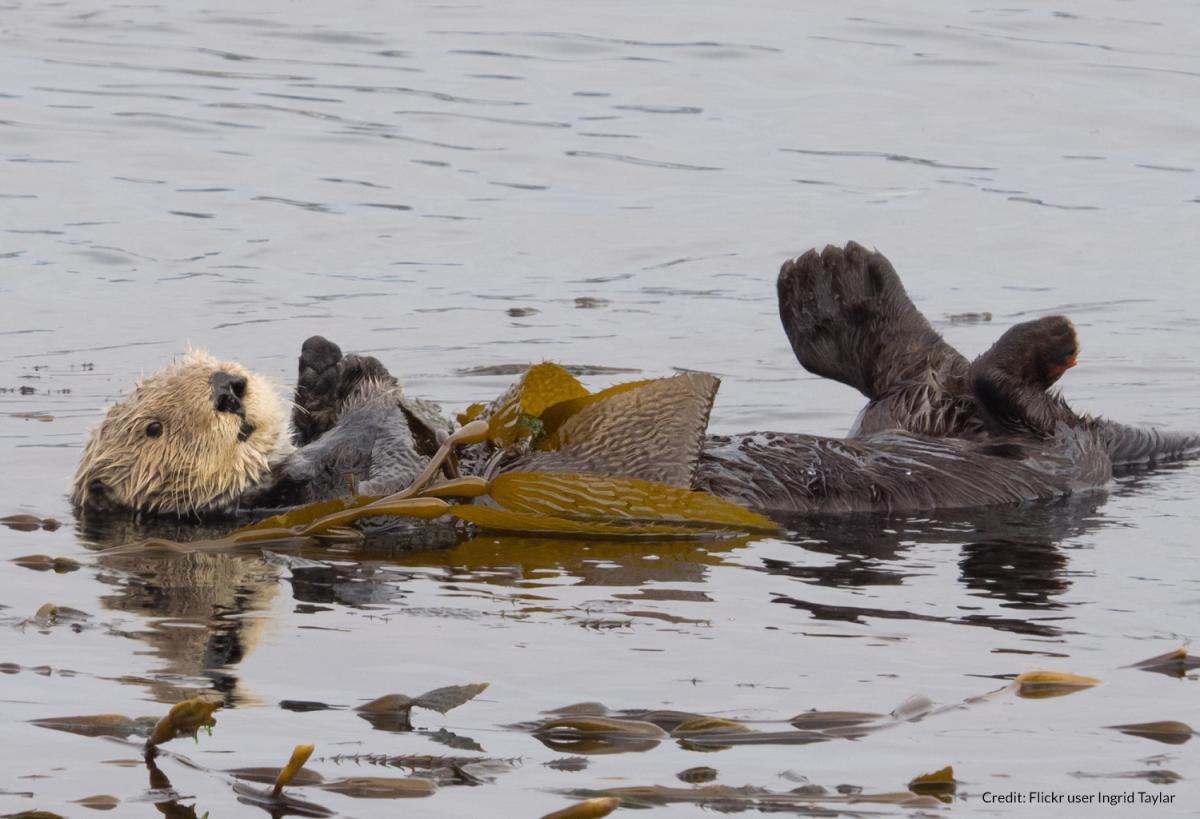 Five Marine Animals With Sidekicks Oceana Canada